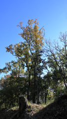 弘法山公園の紅葉