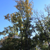 弘法山公園の紅葉