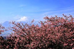 河津桜と富士山