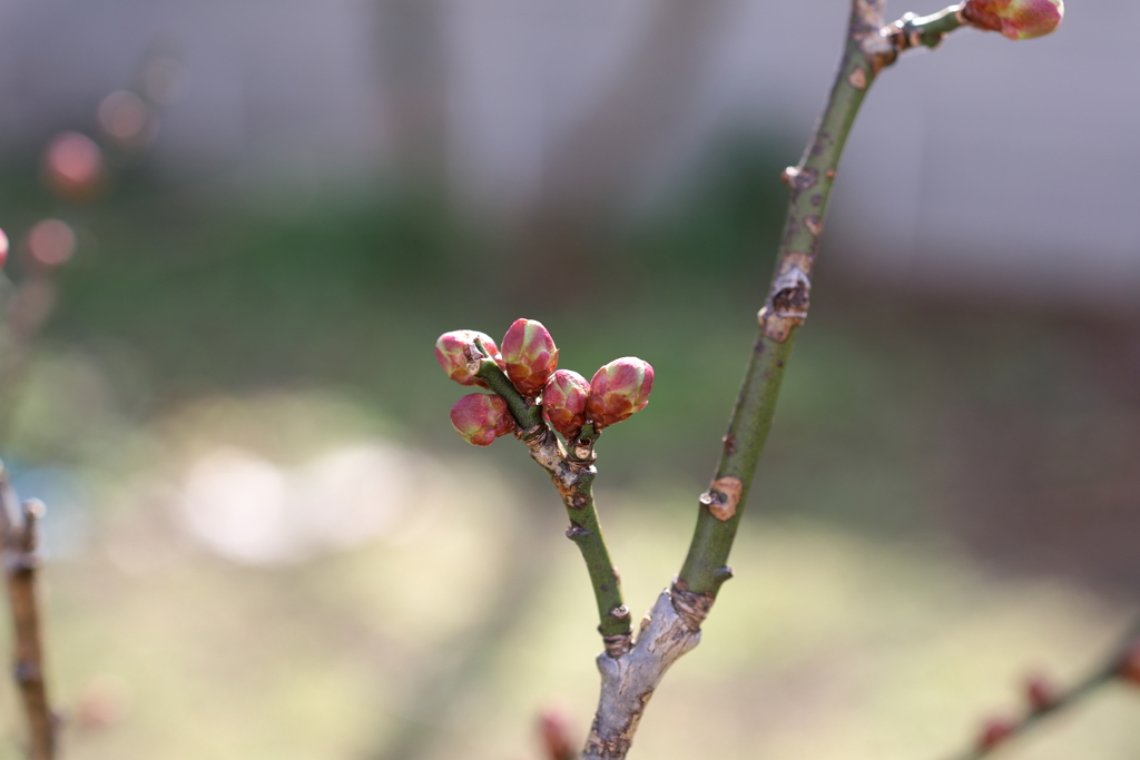 春の息吹　梅の蕾