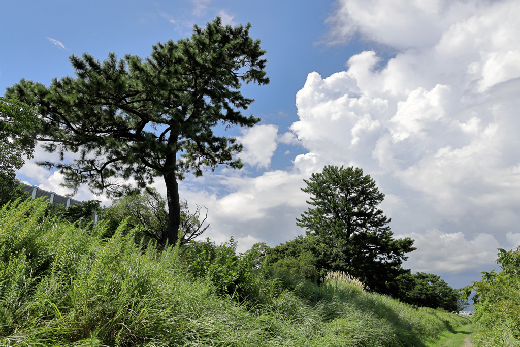道から木々を見上げて