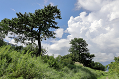 道から木々を見上げて