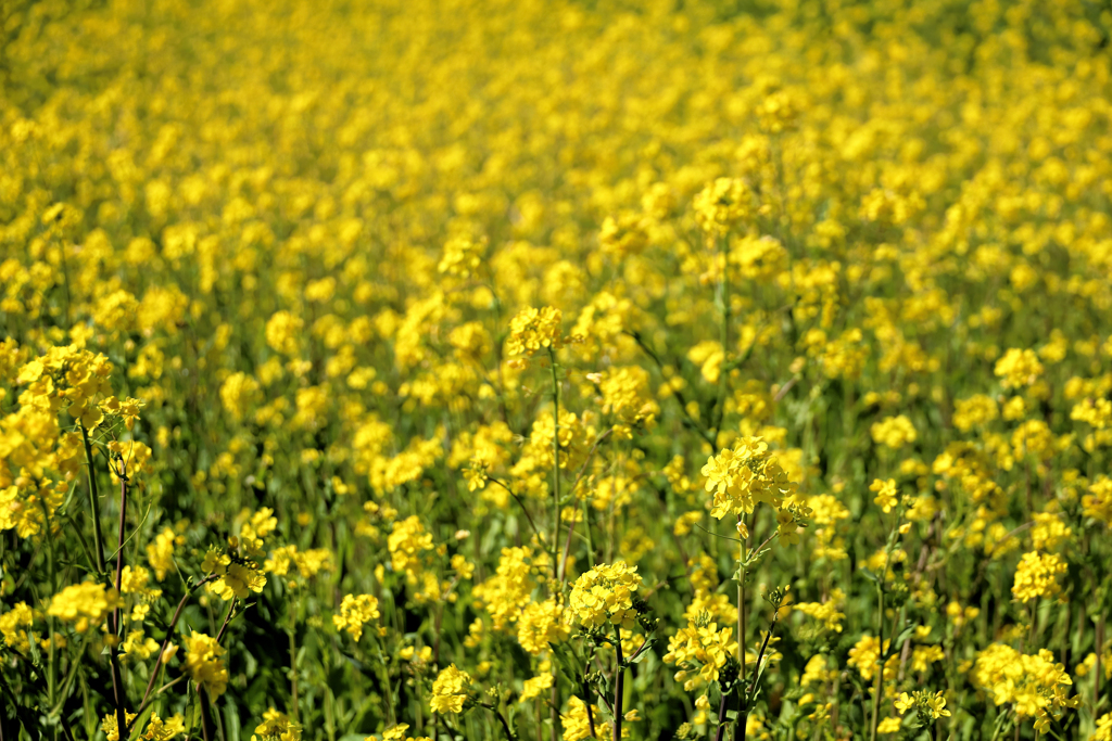 菜の花　畑全景