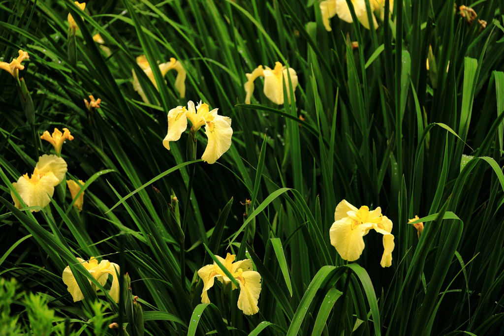 黄色の花菖蒲