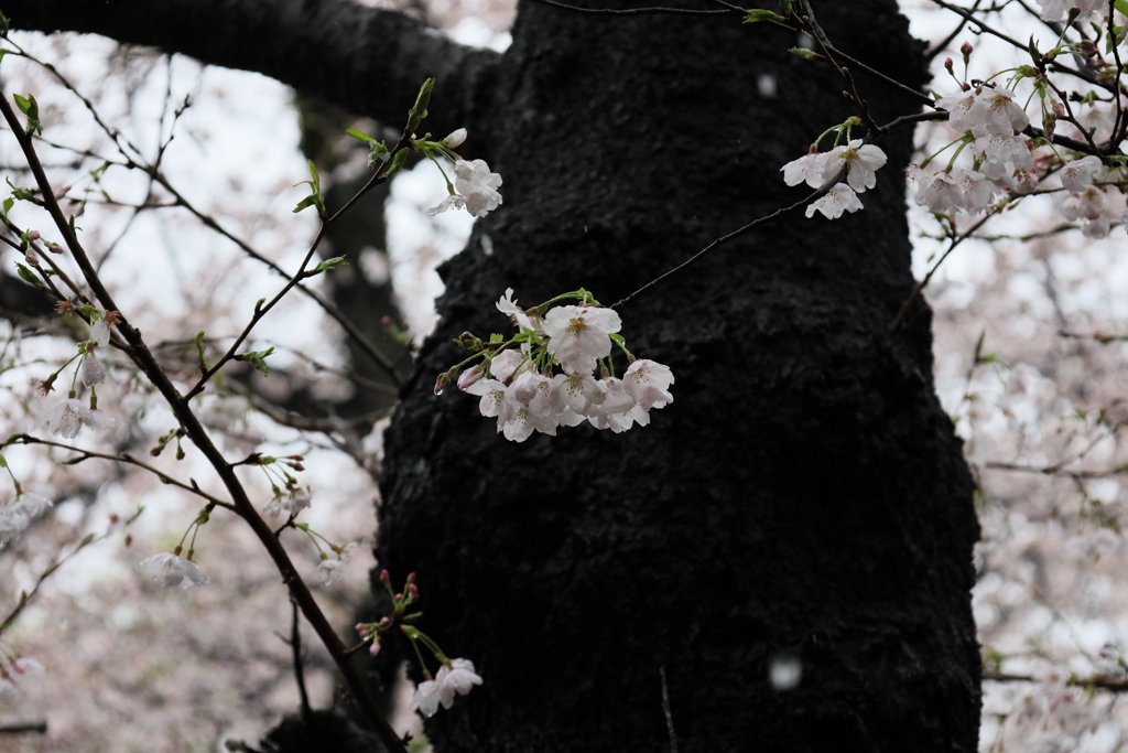 雨の弘明寺