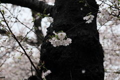 雨の弘明寺