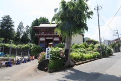 矢名薬師 東光寺