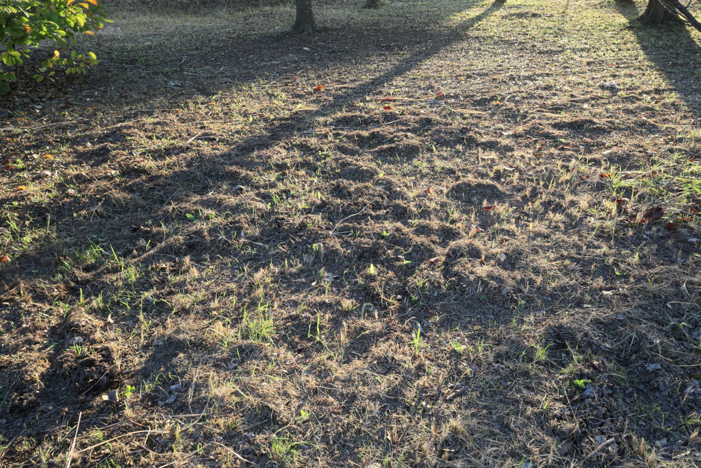 草刈り後の夕陽