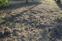 草刈り後の夕陽