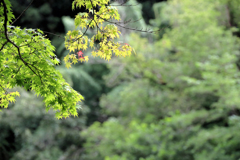 夏の震生湖