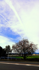飛行機雲と柿の木