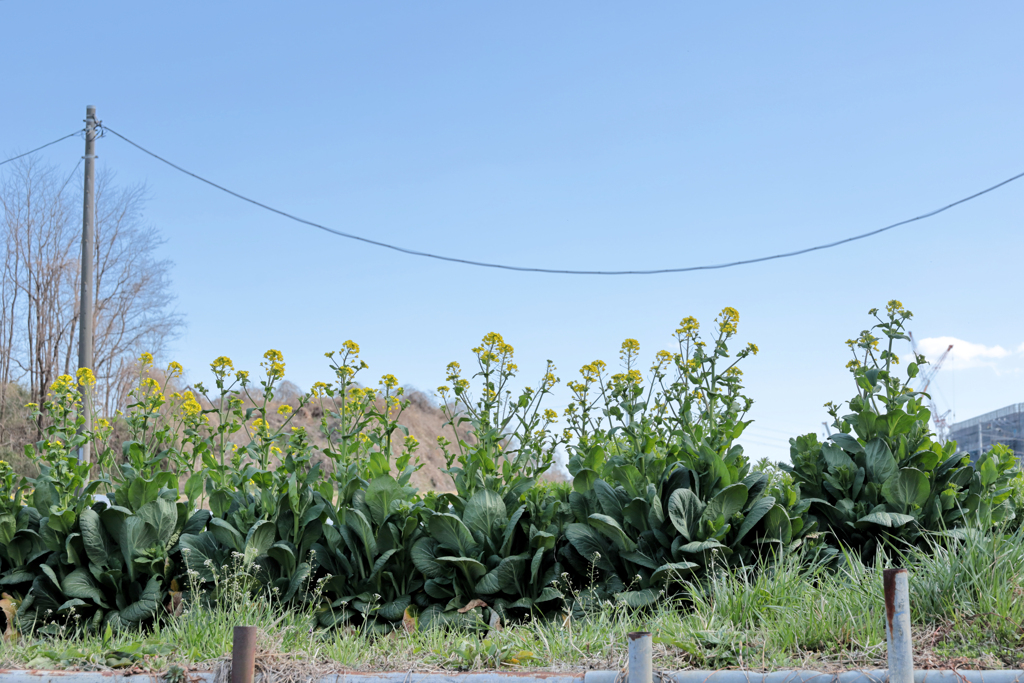 横並びに菜の花