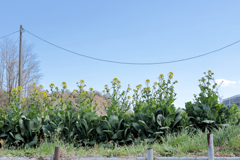 横並びに菜の花