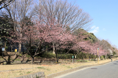 高速道路脇の河津桜