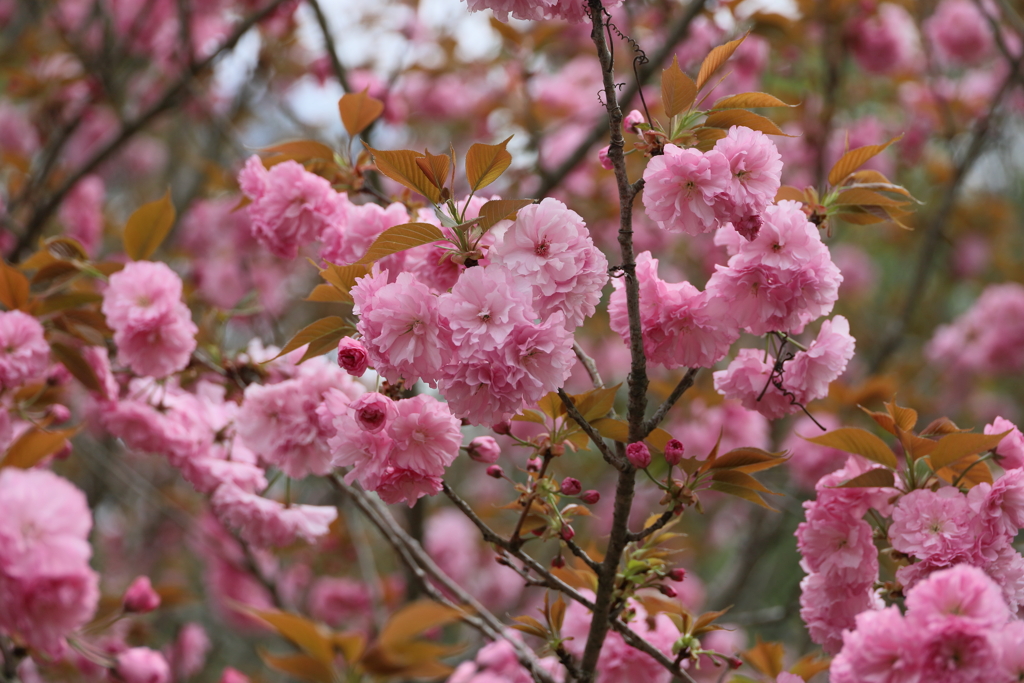 道ばたの八重桜