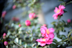 山茶花