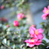山茶花