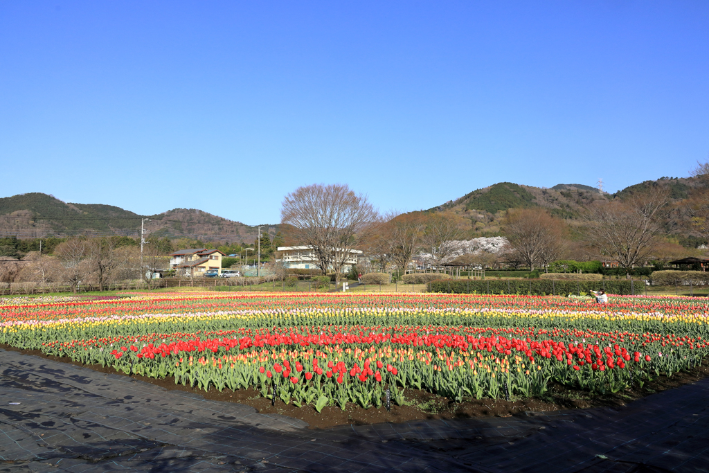 戸川公園のチューリップ畑