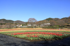 戸川公園のチューリップ畑