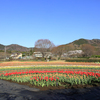戸川公園のチューリップ畑