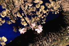 カルチャーパーク前の夜桜