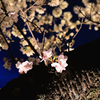 カルチャーパーク前の夜桜