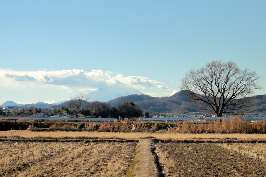 富士山と二本の枯れ木