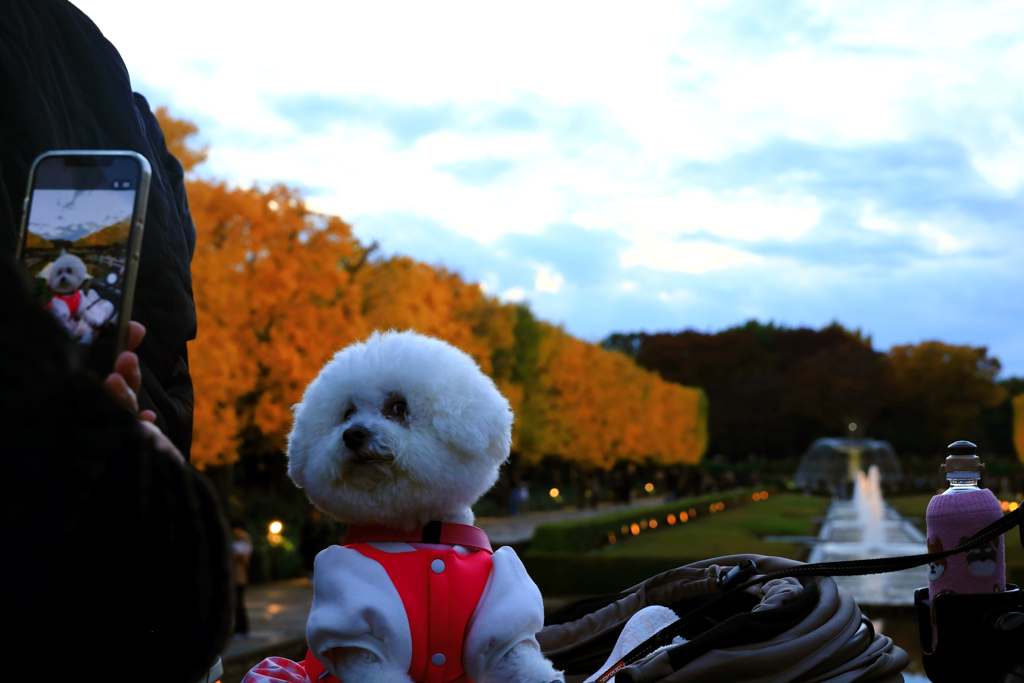 昭和記念公園のモデル撮影