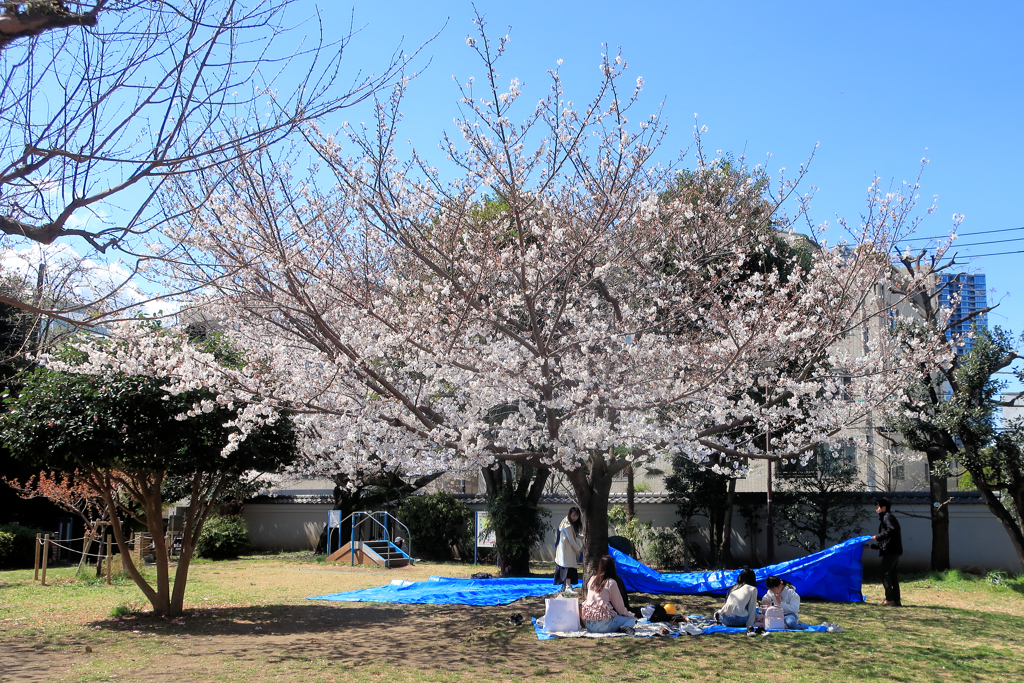 亀塚公園の桜