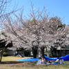 亀塚公園の桜