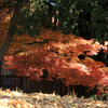 昭和記念公園　あけぼの口ちかくの紅葉