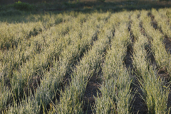 朝露と蘖（ひこばえ）