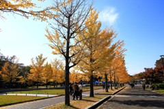 昭和記念公園の無料銀杏並木