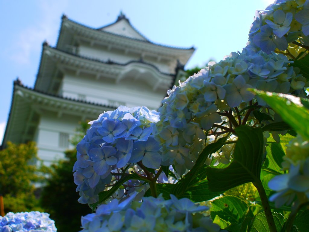 紫陽花の頃