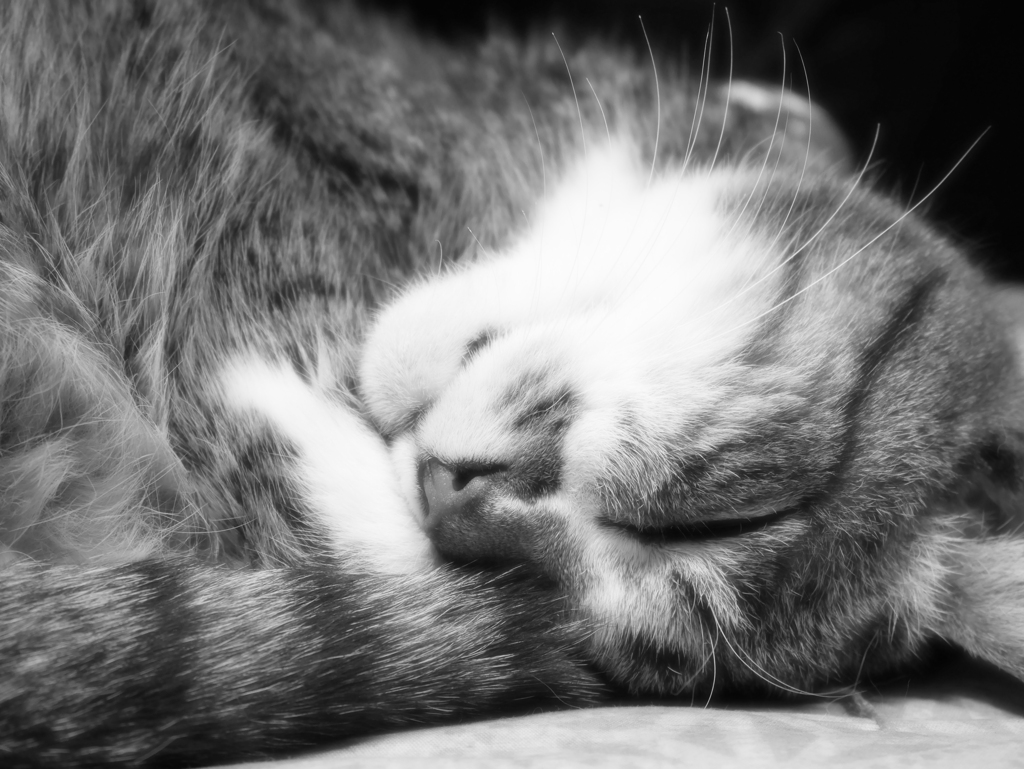 眠る猫