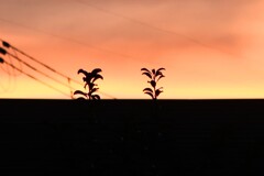 夕景のシルエット
