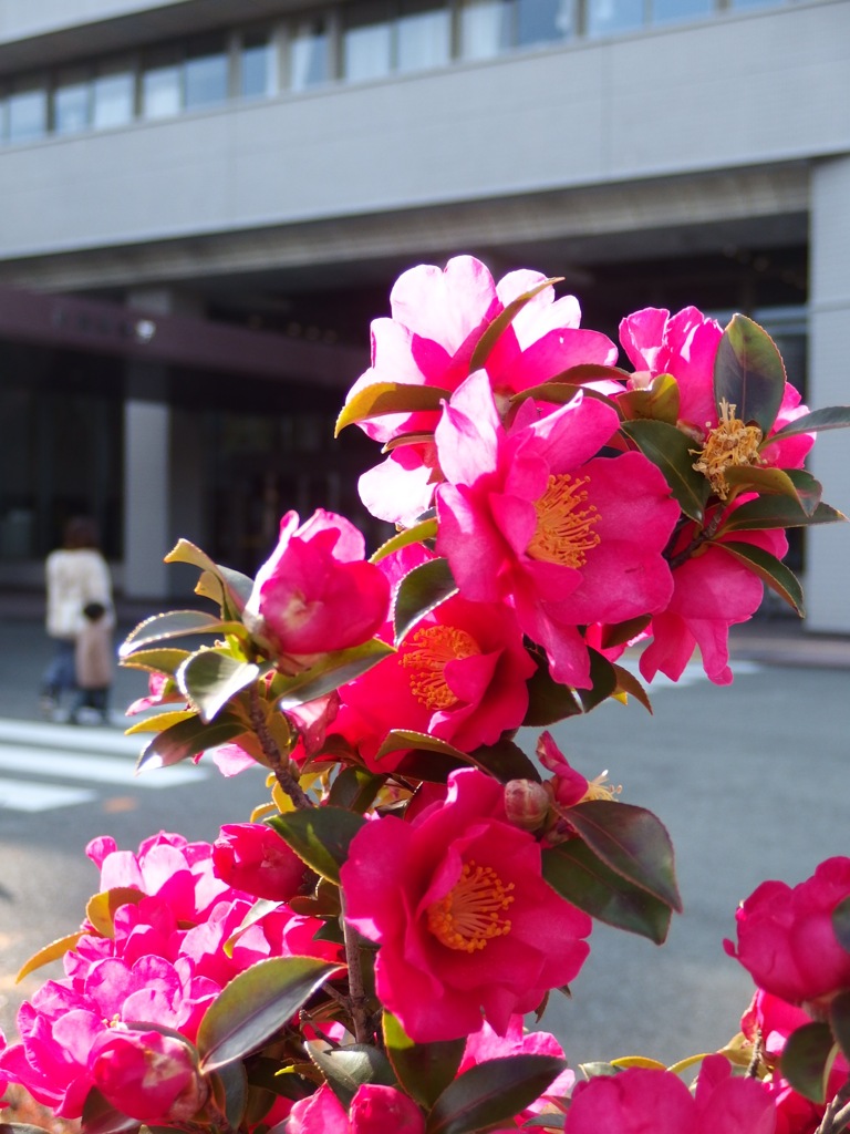 山茶花