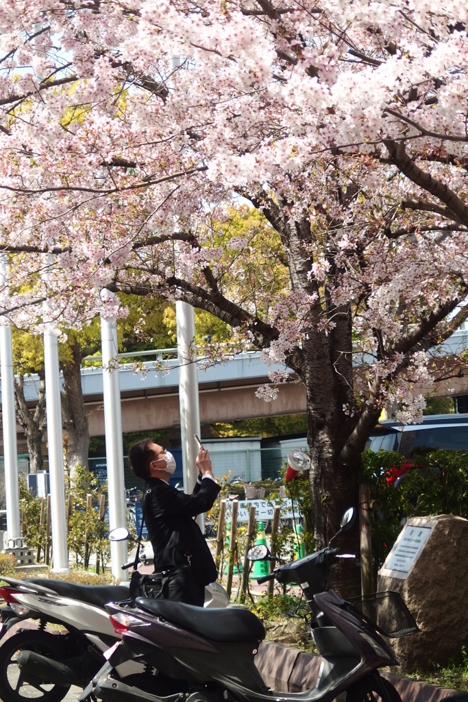 花見