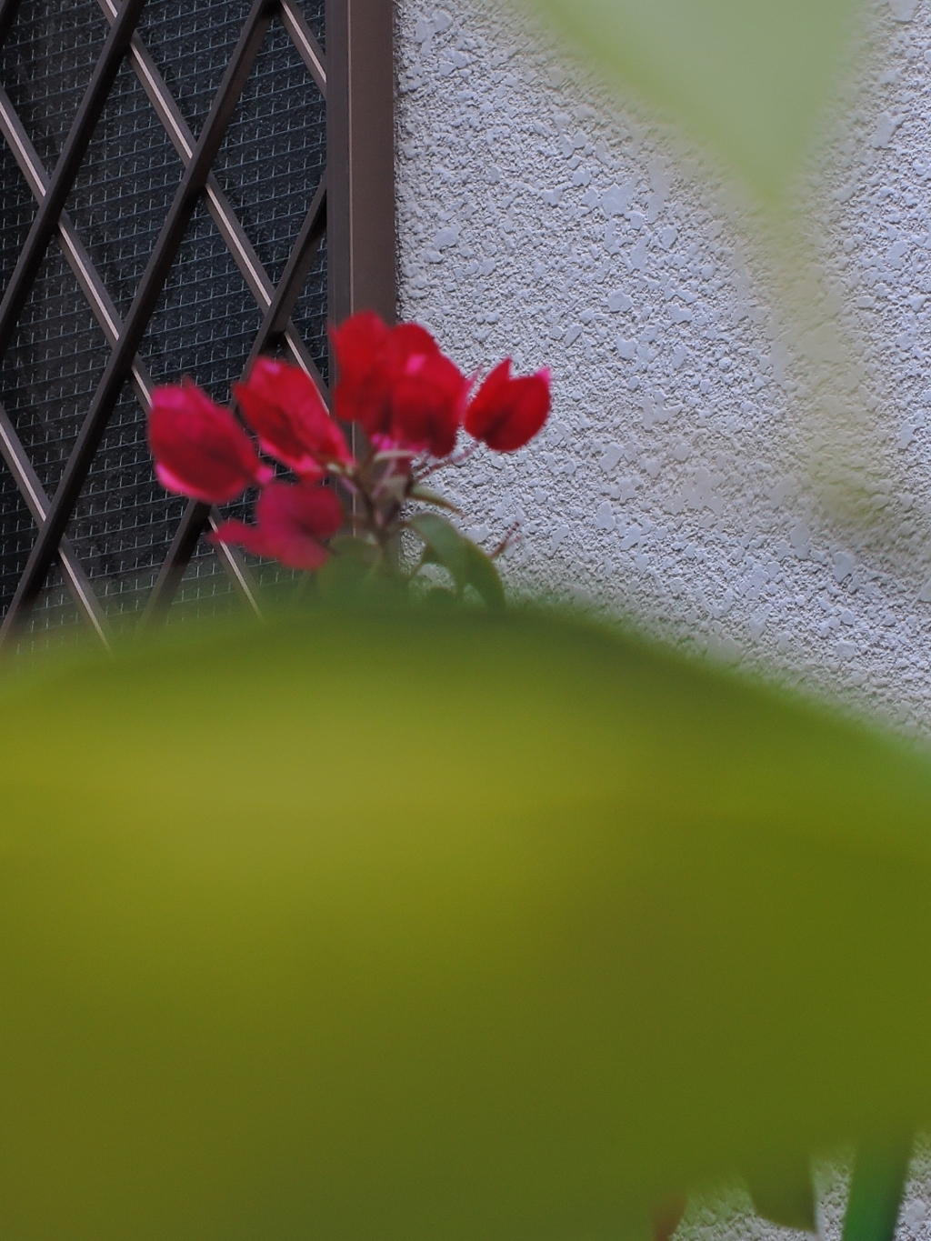 玄関先の花