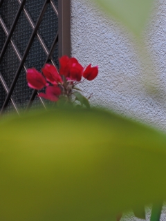 玄関先の花