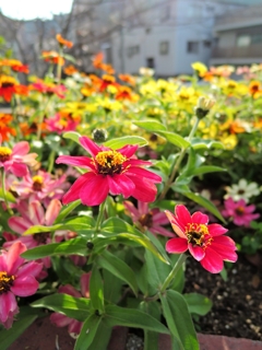 花壇の花たち