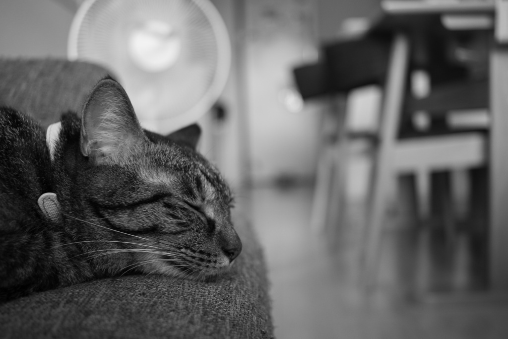 休日、昼下がり
