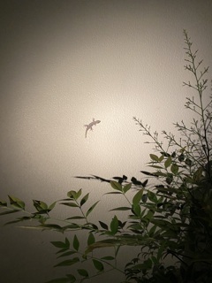 またね、ヤモリさん