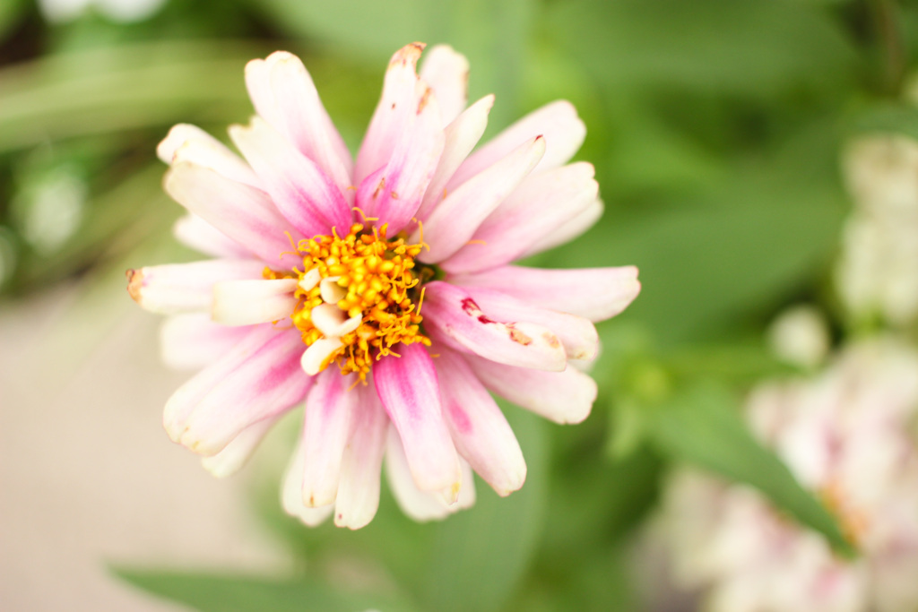 近所の花