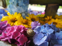 函館八幡宮　花手水２