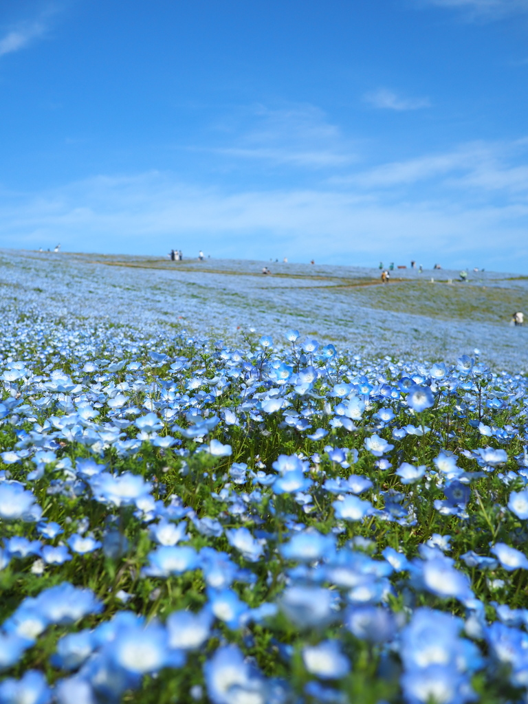 ひたち海浜公園④