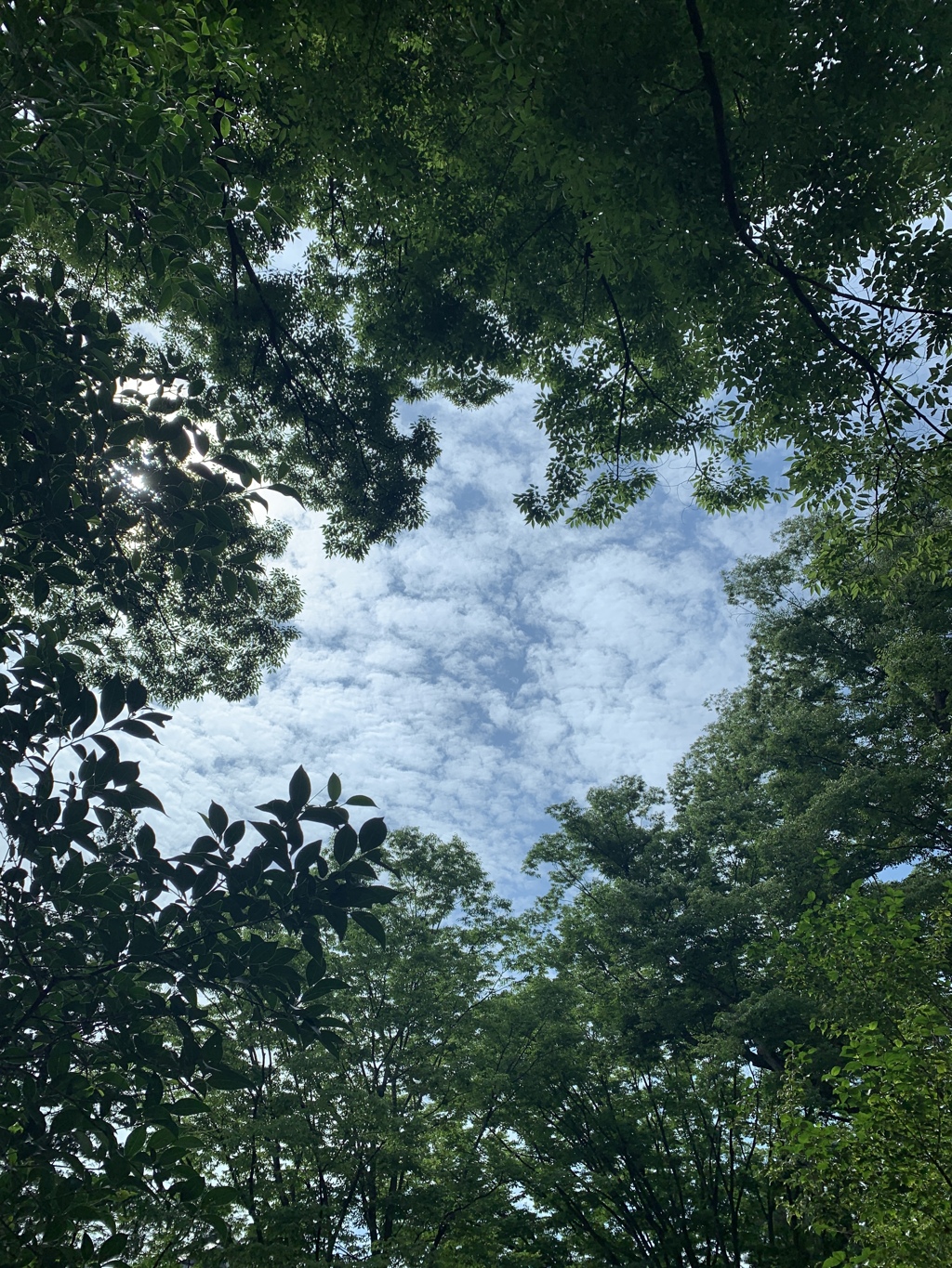 夏の暑さ