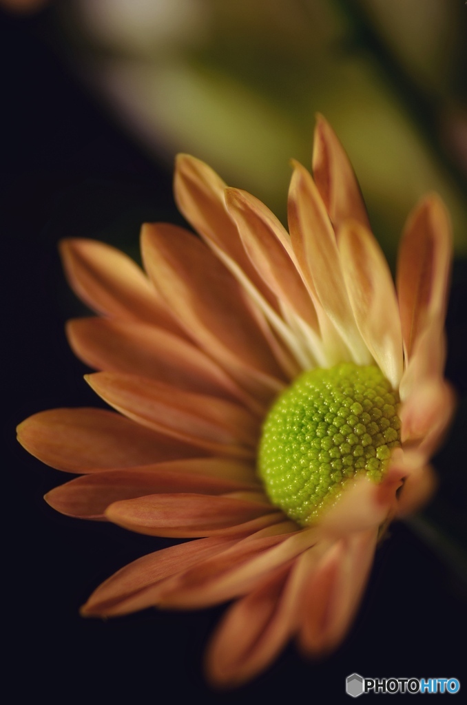 花の持つ美しさ