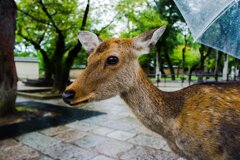奈良公園の鹿さん