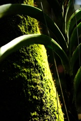 植物園